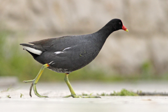 Pollona negra/Common Gallinule