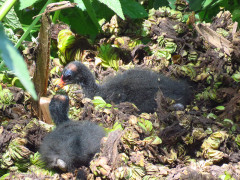 Pollona negra/Common Gallinule