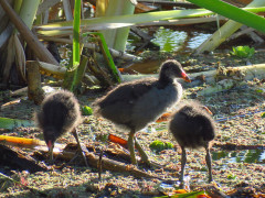 Pollona negra/Common Gallinule