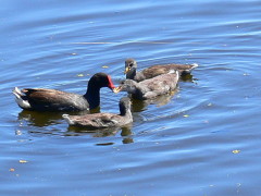 Pollona negra/Common Gallinule