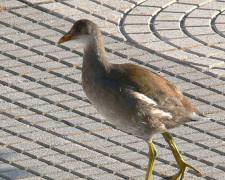 Pollona negra/Common Gallinule