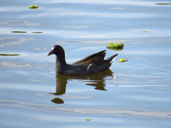 Pollona negra/Common Gallinule