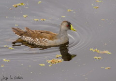Pollona-pintada/Spot-flanked Gallinule