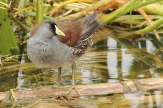 Pollona-pintada/Spot-flanked Gallinule