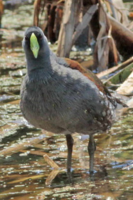 Pollona-pintada/Spot-flanked Gallinule