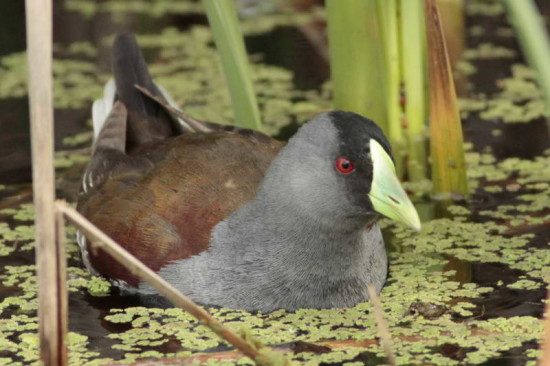 Pollona-pintada/Spot-flanked Gallinule