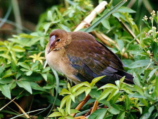 Pollona azulJ/Purple GallinuleJ