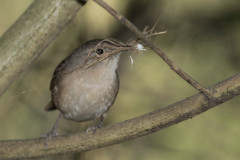 Ratona común/House Wren