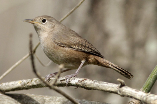 Ratona común/House Wren