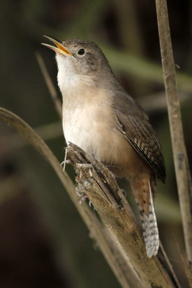 Ratona común/House Wren