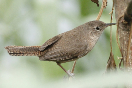 Ratona común/House Wren