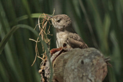 Ratona común/House Wren