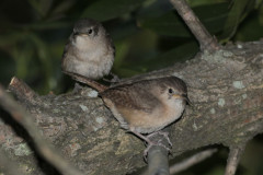 Ratona común/House Wren