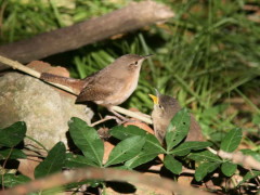 Ratona común/House Wren