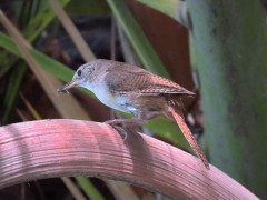 Ratona común/House Wren