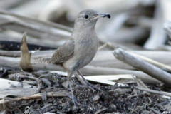 Ratona común/House Wren