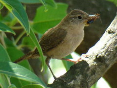 Ratona común/House Wren