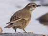 Remolinera común/Bar-winged Cinclodes