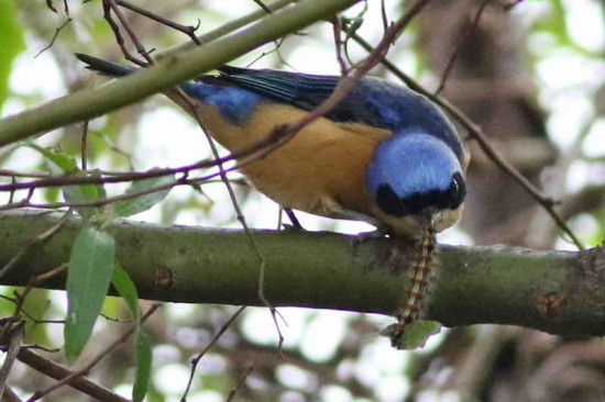 Saíra de antifaz/Fawn-breasted Tanager