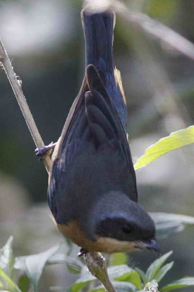 Saíra de antifaz/Fawn-breasted Tanager