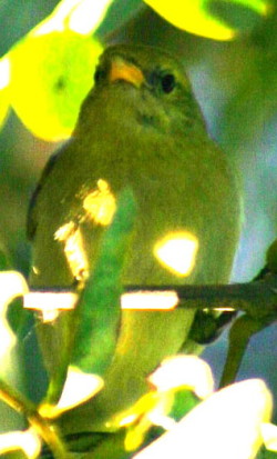 Saíra dorada/Guira Tanager