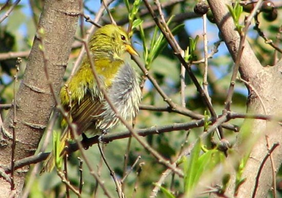 Saíra dorada/Guira Tanager