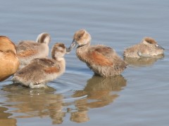 Sirirí colorado/Fulvous Whistling-Duck