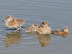 Sirirí colorado/Fulvous Whistling-Duck