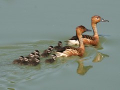 Sirirí colorado/Fulvous Whistling-Duck