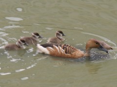 Sirirí colorado/Fulvous Whistling-Duck