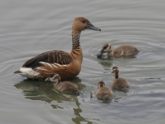 Sirirí colorado/Fulvous Whistling-Duck