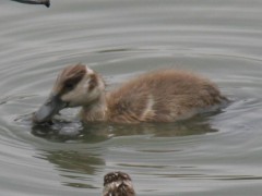 Sirirí colorado/Fulvous Whistling-Duck