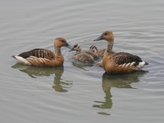 Sirirí colorado/Fulvous Whistling-Duck