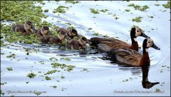 Sirirí pampa/White-faced Whistling- Duck