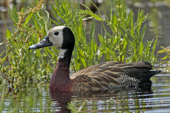 Sirirí pampa/White-faced Whistling- Duck