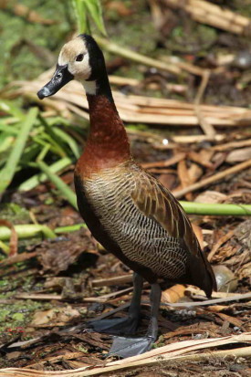 Sirirí pampa/White-faced Whistling- Duck