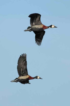 Sirirí pampa/White-faced Whistling- Duck