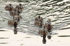 Sirirí pampa/White-faced Whistling- Duck