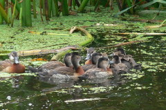 Sirirí pampa/White-faced Whistling- Duck