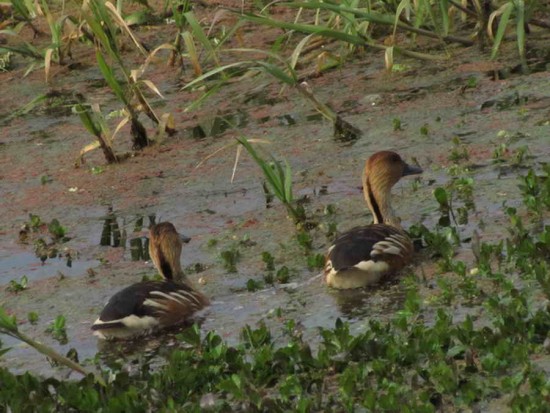 Sirirí colorado/Fulvous Whistling-Duck