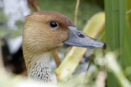 Sirirí colorado/Fulvous Whistling-Duck