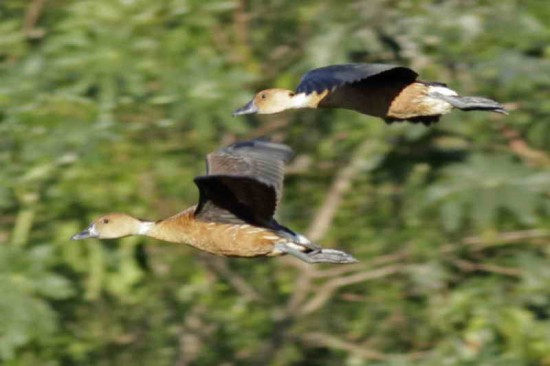 Sirirí colorado/Fulvous Whistling-Duck