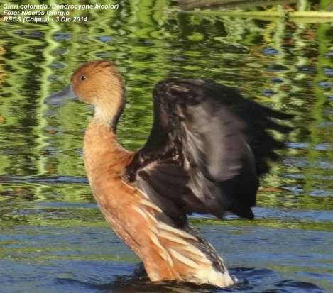 Sirirí colorado/Fulvous Whistling-Duck