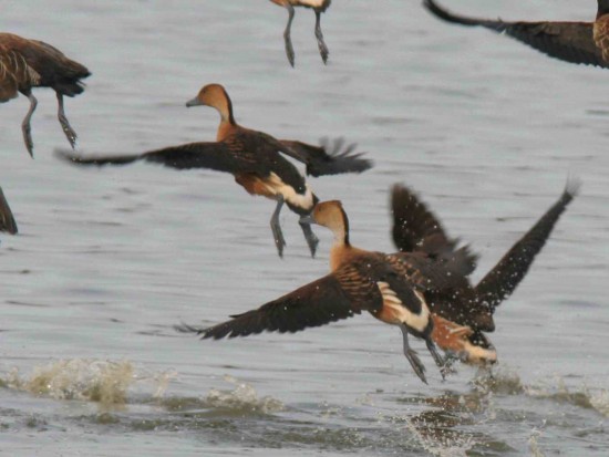 Sirirí colorado/Fulvous Whistling-Duck