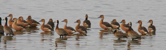 Sirirí colorado/Fulvous Whistling-Duck