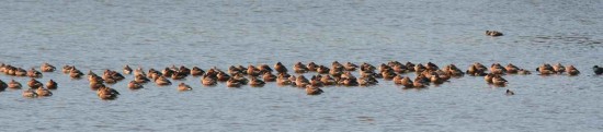 Sirirí colorado/Fulvous Whistling-Duck