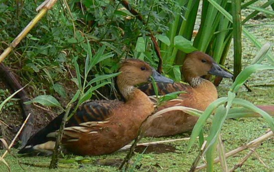 Sirirí colorado/Fulvous Whistling-Duck