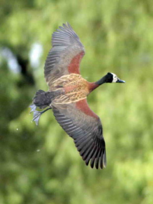 Sirirí pampa/White-faced Whistling- Duck