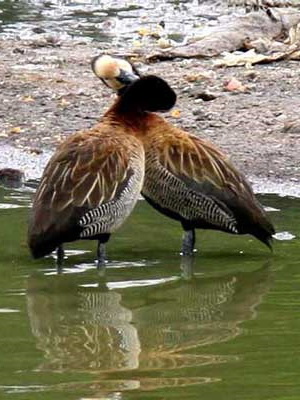 Sirirí pampa/White-faced Whistling-Duck