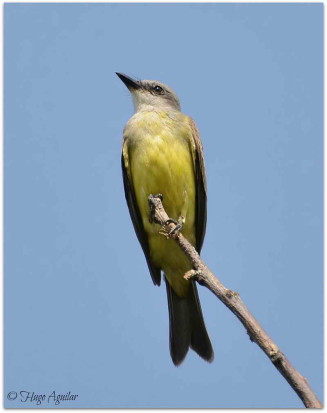 Suirirí real/Tropical Kingbird